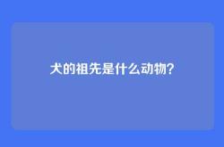 犬的祖先是什么动物？
