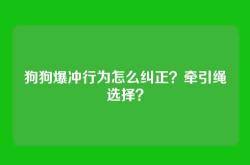 狗狗爆冲行为怎么纠正？牵引绳选择？