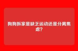 狗狗拆家是缺乏运动还是分离焦虑？