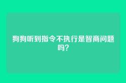 狗狗听到指令不执行是智商问题吗？