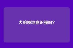 犬的领地意识强吗？