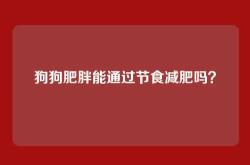 狗狗肥胖能通过节食减肥吗？