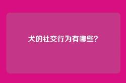 犬的社交行为有哪些？