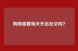 狗狗需要每天外出社交吗？