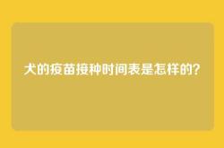 犬的疫苗接种时间表是怎样的？