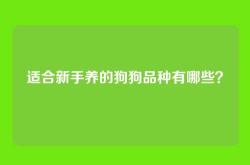 适合新手养的狗狗品种有哪些？