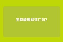 狗狗能理解死亡吗？