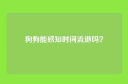 狗狗能感知时间流逝吗？
