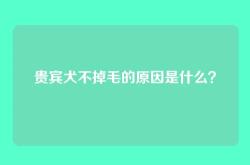 贵宾犬不掉毛的原因是什么？