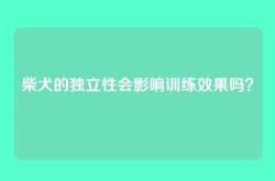 柴犬的独立性会影响训练效果吗？