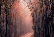 什么动物最爱贴在墙上