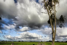 最机灵的动物是什么生肖