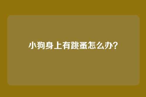 小狗身上有跳蚤怎么办?