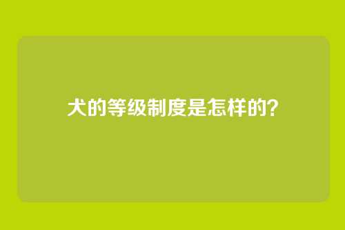 犬的等级制度是怎样的?