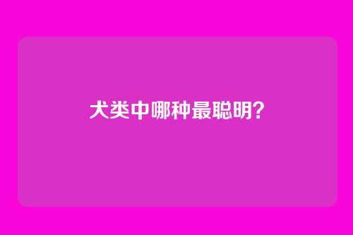 犬类中哪种最聪明?