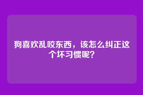 狗喜欢乱咬东西，该怎么纠正这个坏习惯呢？