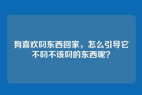 狗喜欢叼东西回家，怎么引导它不叼不该叼的东西呢？