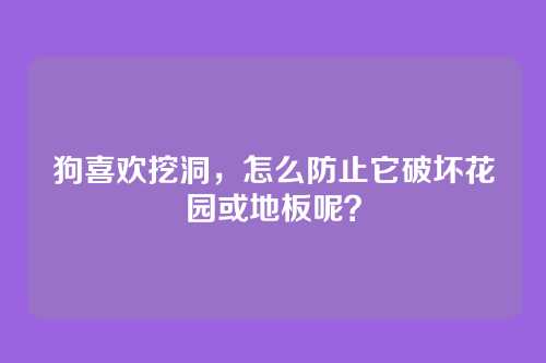 狗喜欢挖洞，怎么防止它破坏花园或地板呢？