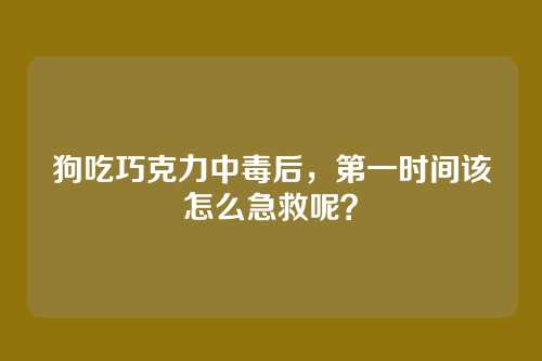 狗吃巧克力中毒后，第一时间该怎么急救呢？