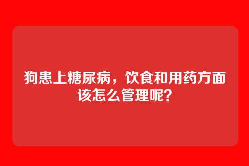 狗患上糖尿病，饮食和用药方面该怎么管理呢？