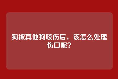 狗被其他狗咬伤后，该怎么处理伤口呢？