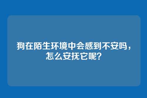 狗在陌生环境中会感到不安吗,怎么安抚它呢?