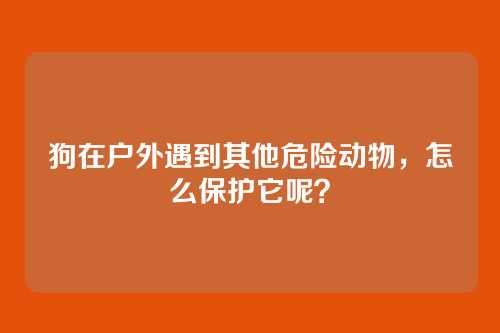 狗在户外遇到其他危险动物,怎么保护它呢?