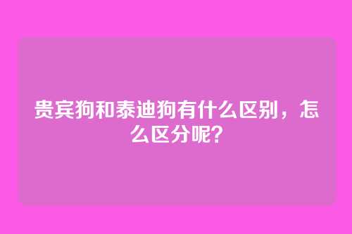 贵宾狗和泰迪狗有什么区别，怎么区分呢？