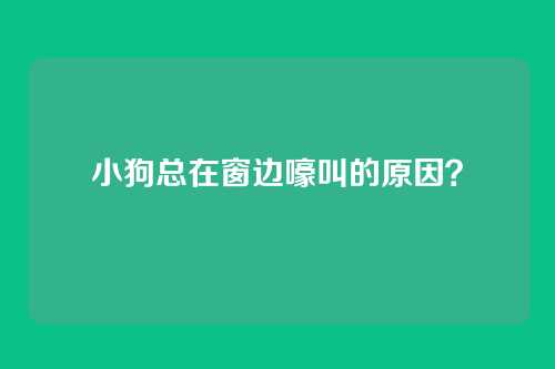 小狗总在窗边嚎叫的原因？