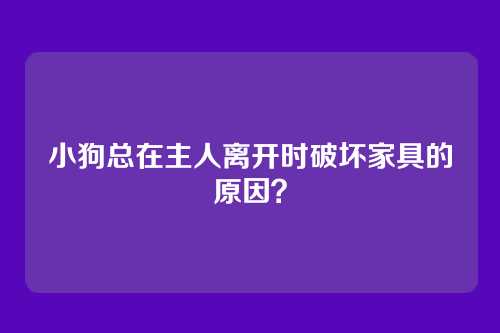 小狗总在主人离开时破坏家具的原因？
