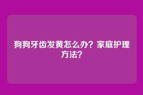 狗狗牙齿发黄怎么办？家庭护理方法？