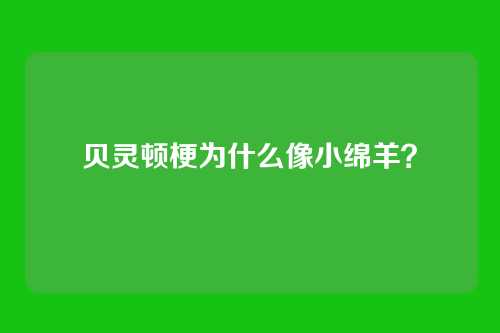 贝灵顿梗为什么像小绵羊？