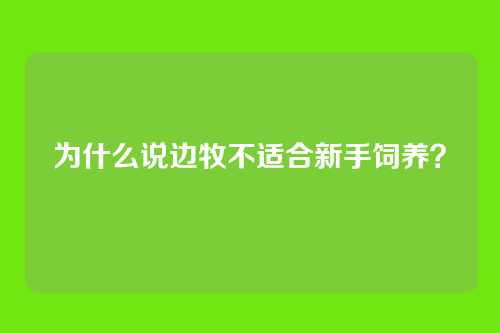 为什么说边牧不适合新手饲养？