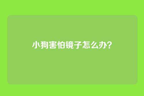小狗害怕镜子怎么办？