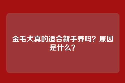 金毛犬真的适合新手养吗？原因是什么？