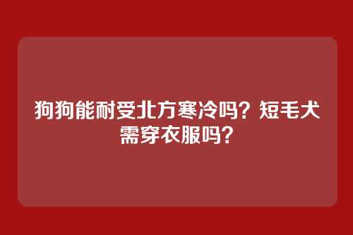 狗狗能耐受北方寒冷吗？短毛犬需穿衣服吗？