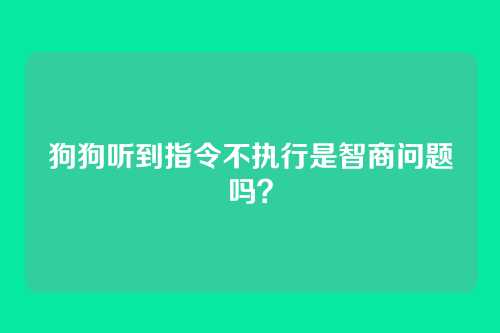 狗狗听到指令不执行是智商问题吗？