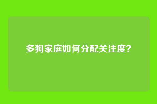 多狗家庭如何分配关注度？