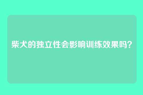 柴犬的独立性会影响训练效果吗？
