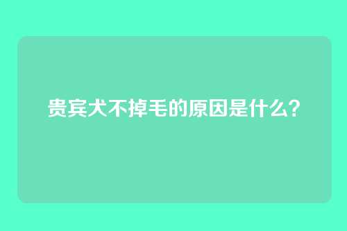 贵宾犬不掉毛的原因是什么？