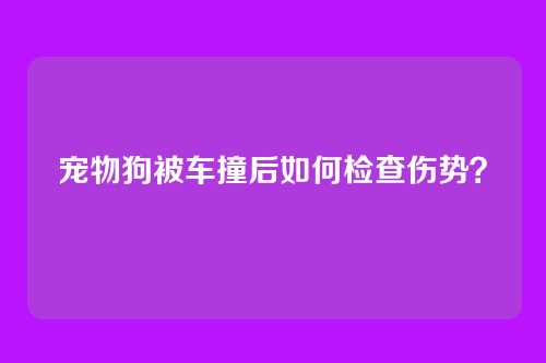 宠物狗被车撞后如何检查伤势？