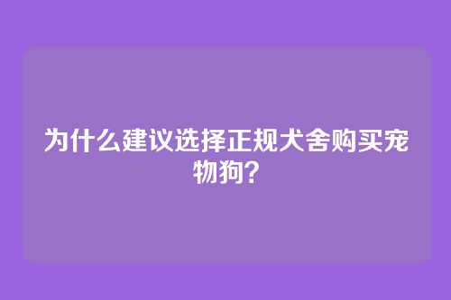 为什么建议选择正规犬舍购买宠物狗？