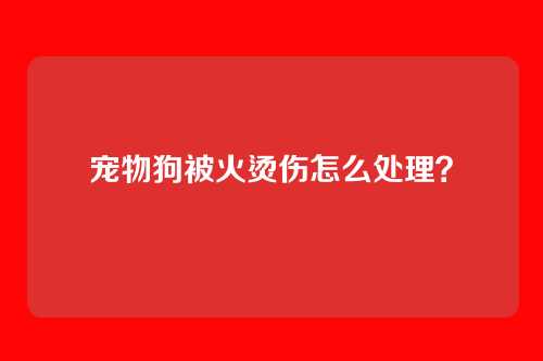 宠物狗被火烫伤怎么处理？