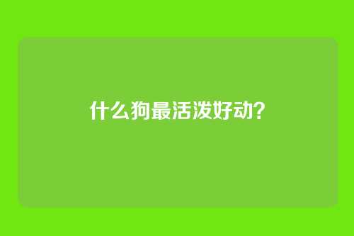 什么狗最活泼好动？