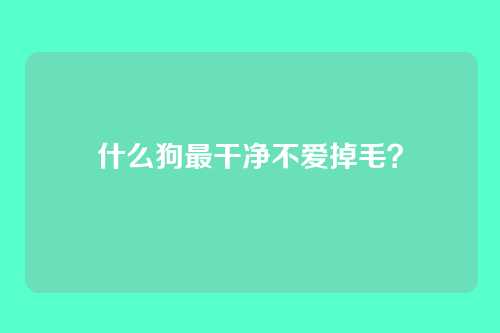 什么狗最干净不爱掉毛？