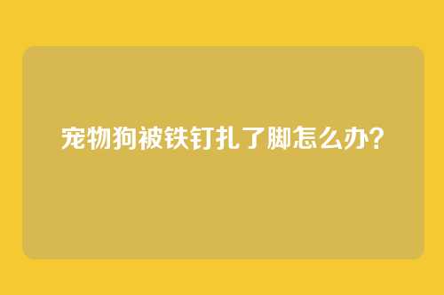 宠物狗被铁钉扎了脚怎么办？