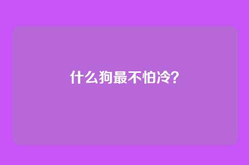 什么狗最不怕冷？