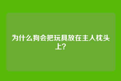 为什么狗会把玩具放在主人枕头上？