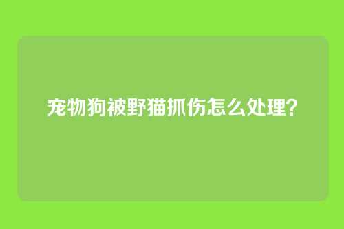 宠物狗被野猫抓伤怎么处理？
