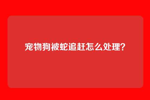 宠物狗被蛇追赶怎么处理？
